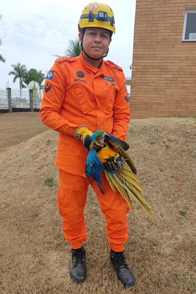 Bombeiros militares resgatam arara-canindé encontrada com ferimentos na asa em condomínio residencial