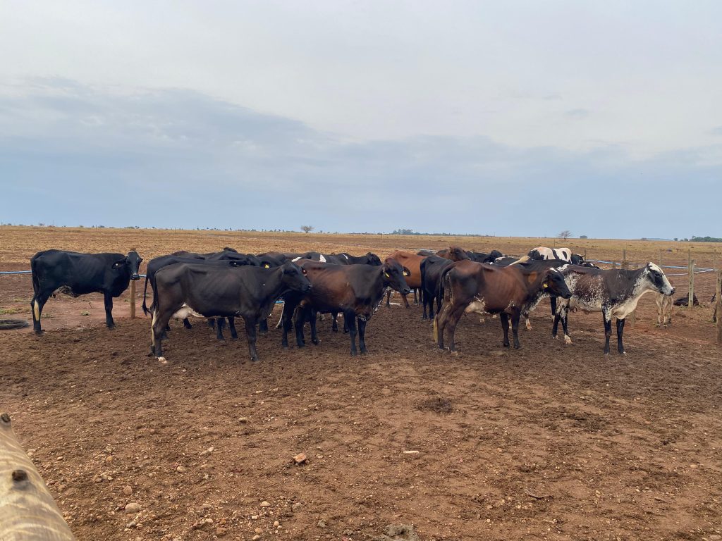 “Sem o programa de melhoramento genético do Governo de Mato Grosso, a cooperativa não sobreviveria”, afirma produtor de Bom Jesus do Araguaia
