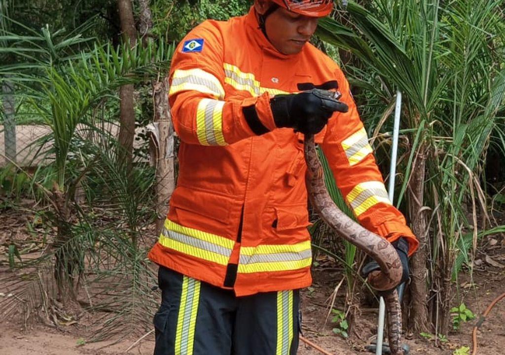 Corpo de Bombeiros captura animais silvestres em Poconé e Alta Garças