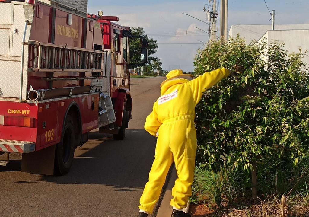 Corpo de Bombeiros registra aumento de 55,4% nas ocorrências com insetos agressivos em MT