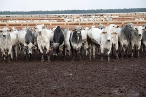 Principal destino da carne de MT, China reconhece Brasil como livre de febre aftosa