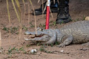 Sema cadastra voluntários para resgate de animais silvestres em Unidades de Conservação durante período de emergência ambiental