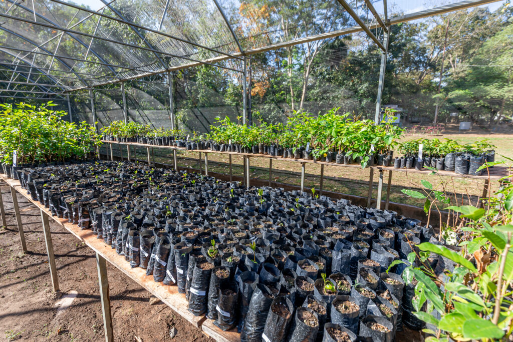 Mutirão produz 3 mil mudas para reforçar arborização e doação em Cuiabá